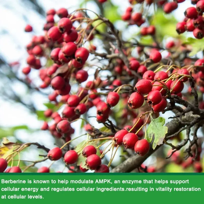 A berberin kapszulák támogatják a szájüregi gyulladást, bélfertőzést, vércukorszintet, lipid szabályozást, szív- és érrendszeri és antioxidáns hatású — image 4